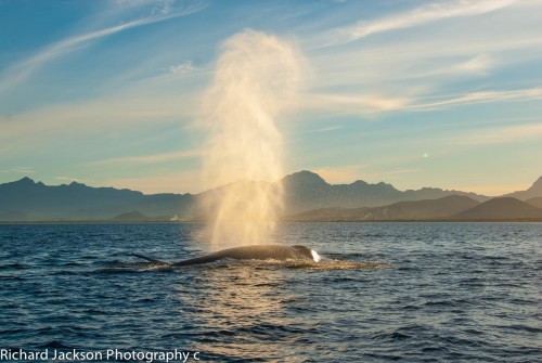 Magical Blue Whale Season in the Loreto Bay Marine Park DSC_0219