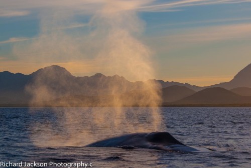 Magical Blue Whale Season in the Loreto Bay Marine Park DSC_0281
